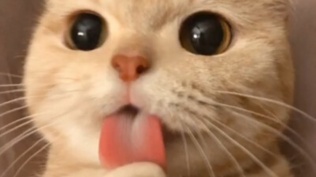 轩辕传奇手游都有什么装备？(实况手游哪个传奇值得拥有？)插图