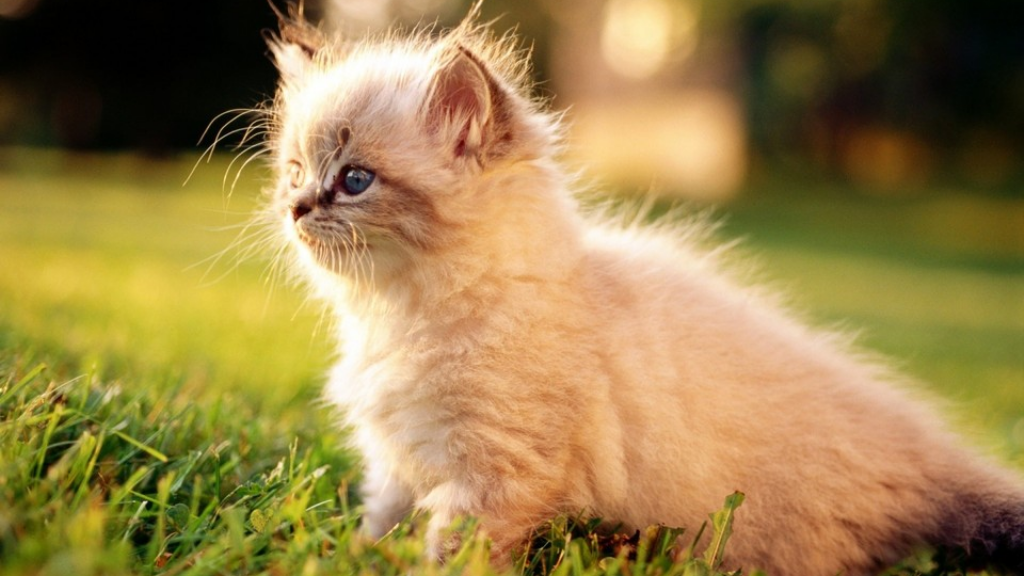 怎么在服务器搭建传奇sf？(开个传奇手游端是什么？)插图