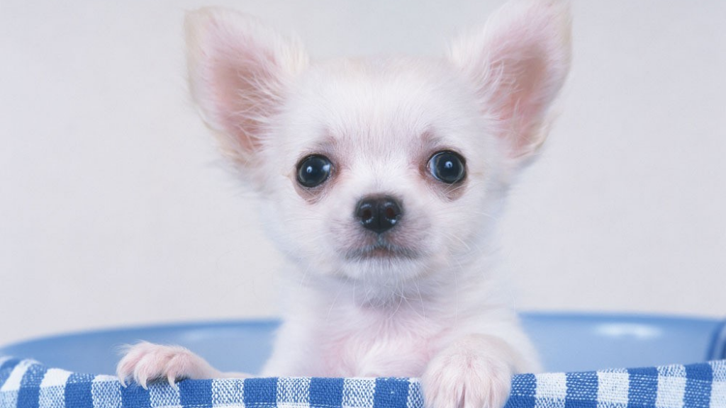 原始传奇手游什么职业厉害？(传奇手游什么属性最强？)插图