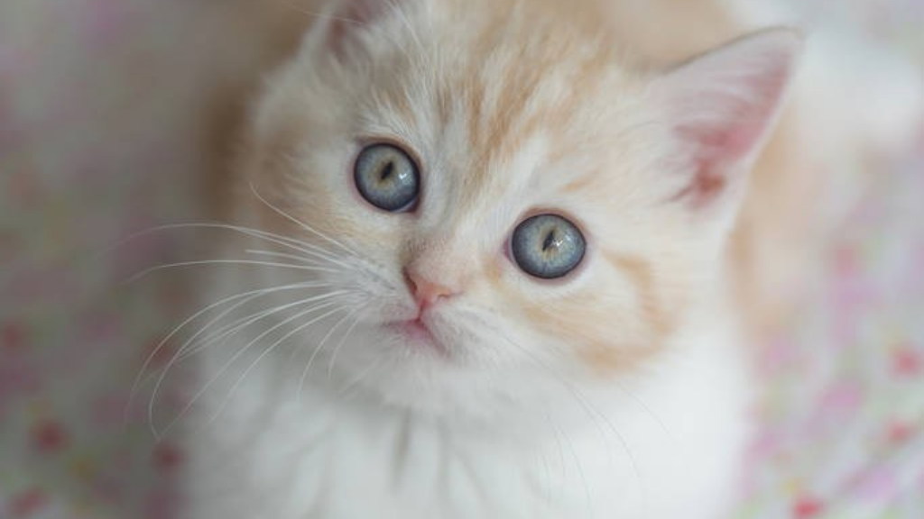 什么手游传奇省钱？(什么手游传奇有黄金裁决？)插图