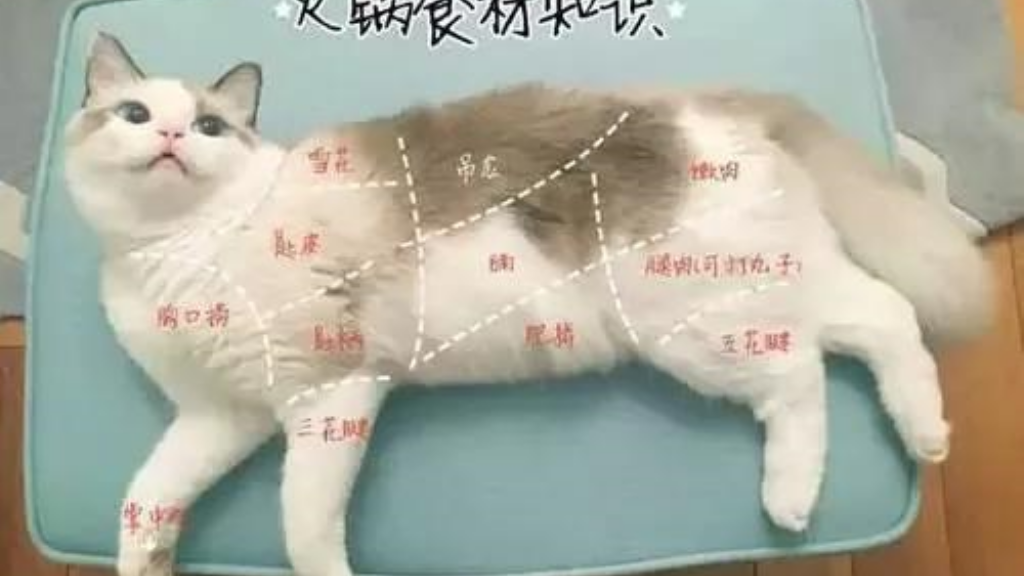 传奇私服单职业内挂在哪里？(传奇世界手机版怎么双开sf？)插图