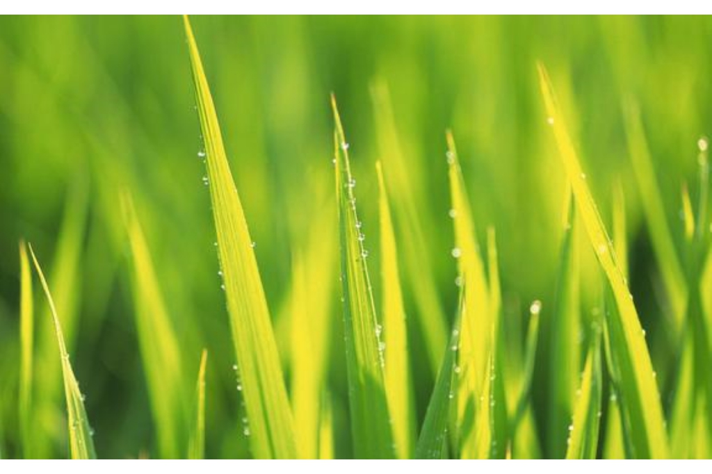 冰雪传奇单职业怎么下？(冰雪传奇单职业怎么转移强化？)插图