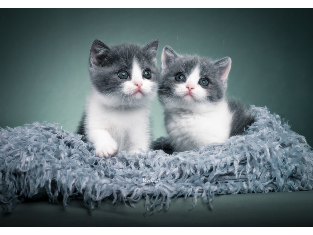 手游传奇都在哪里找服务器？(和传奇互通的手游有哪些？)插图