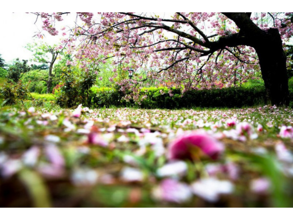 传奇世界手游精灵用哪个好？(热血传奇手游什么酒加攻击？)插图