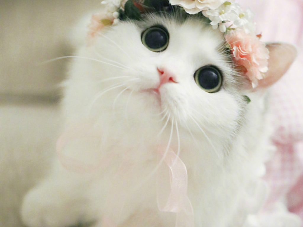 热血传奇手游哪里能打狗书？(韩服哪里有传奇手游卖的？)插图